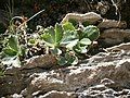 Primula marginata leaf