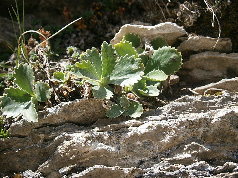 File:Primula marginata leaf.JPG