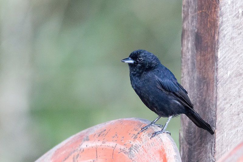 File:Red-shouldered Tanager.jpg