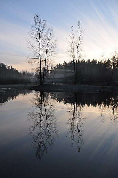 File:Reflection of tree.JPG