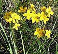 Rhexia lutea, Liberty Co., Florida.