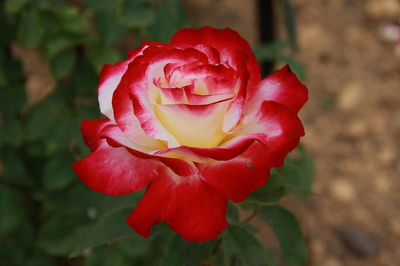 File:Rosa 'Double Delight'.jpg