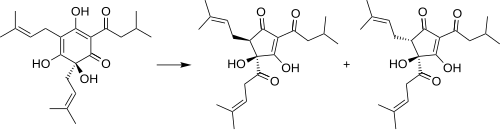 Degradation of humulone to cis- and trans-isohumulone