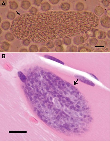 File:Sacrocystis nesbetti sarcocysts.jpg