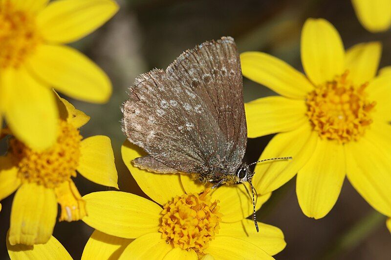 File:Satyrium semiluna 0542.jpg