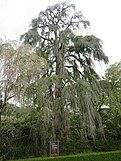 Cercidiphyllum japonicum