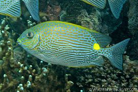 The Golden-lined spinefoot is a host