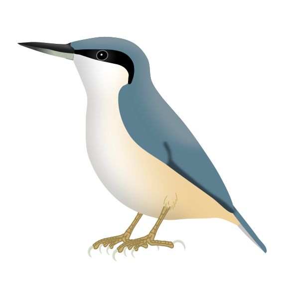 File:SittaTephronota.svg