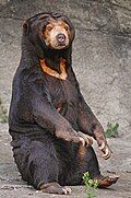 Sun bear