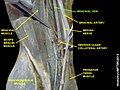 Brachial vein