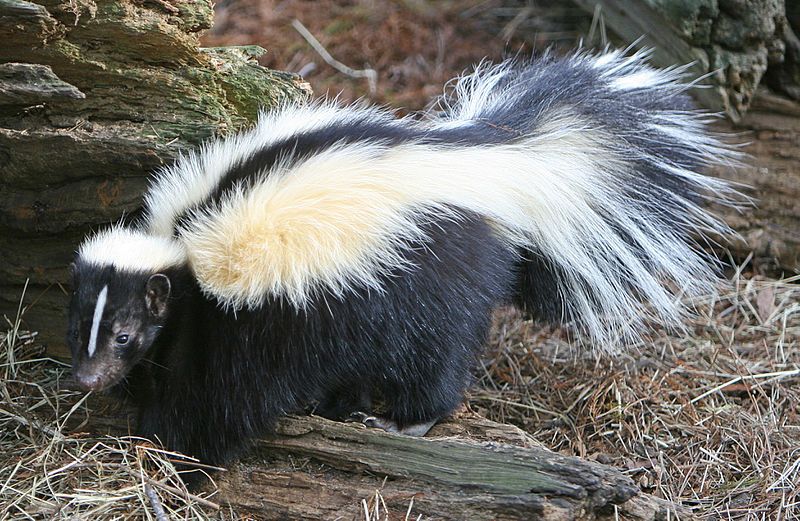 File:Striped Skunk (cropped).jpg