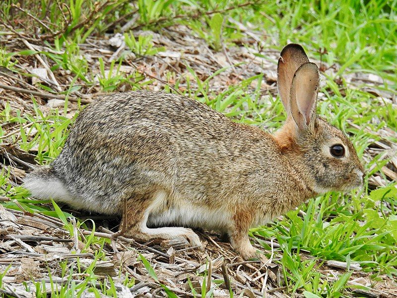 File:Sylvilagus audubonii2.jpg