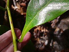 Winged petiole