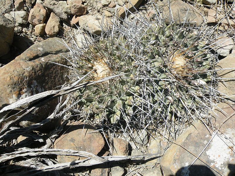 File:Thelocactus rinconensis (5729780366).jpg