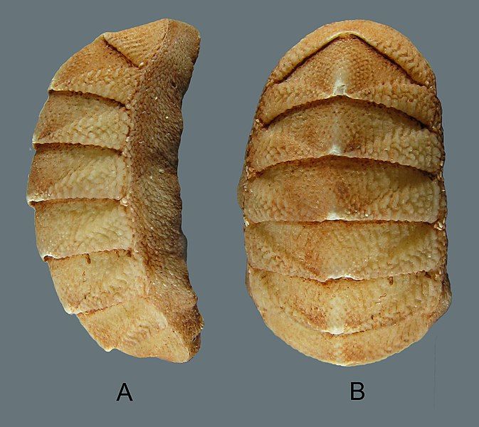 File:Thermochiton papuaensis (MNHN-IM-2013-19402).jpeg