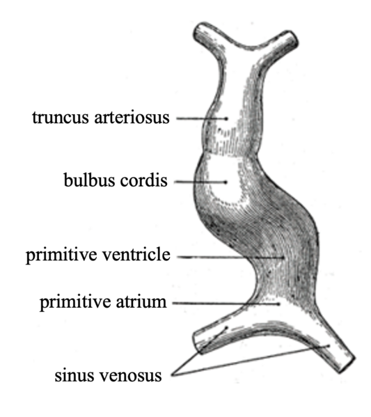 File:Tubular Heart 2.png