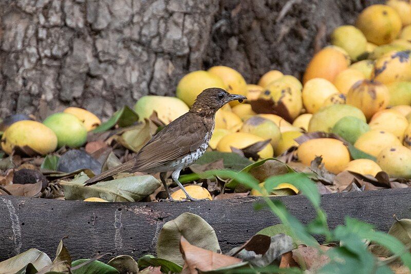 File:Turdus maranonicus 115226992.jpg