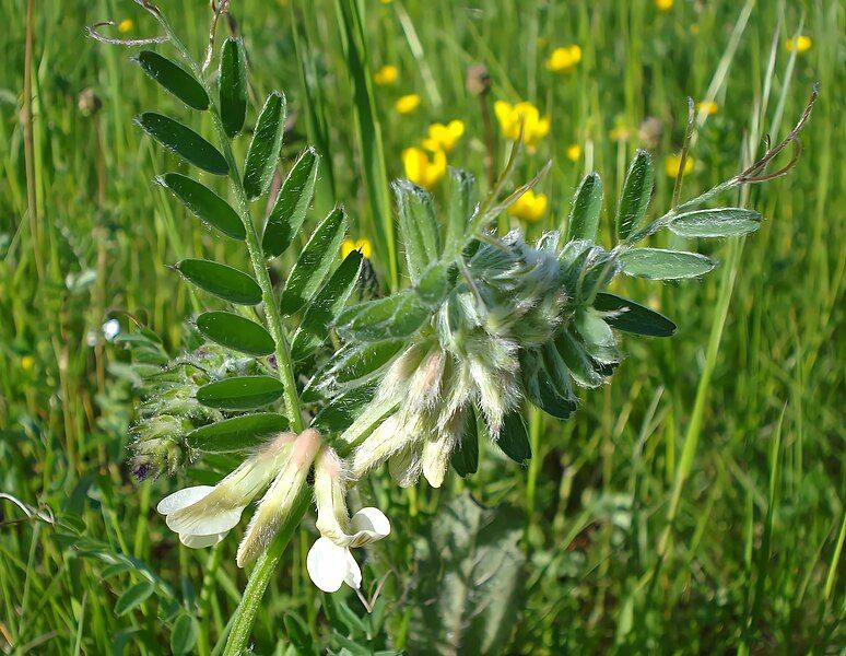 File:Vicia pannonica2 W.jpg