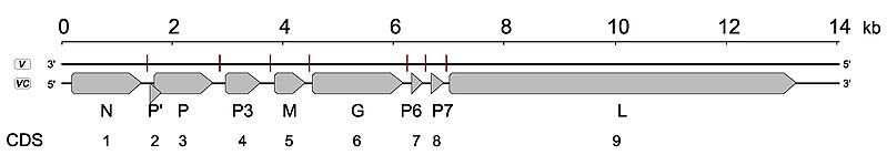 File:Viruses-11-00982-g003-A.jpg