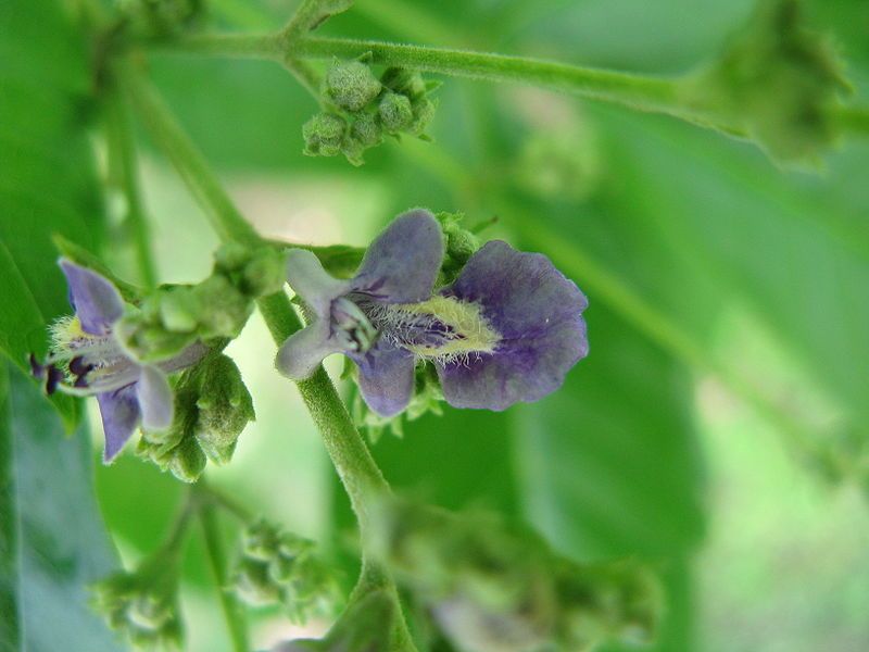 File:Vitex cannabifolia1.jpg