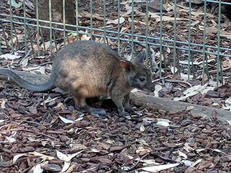 File:Wallaby 003.jpg