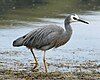 white-faced heron