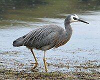 NZ White-faced Heron