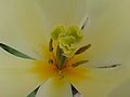 Extreme closeup of the white flower on the left