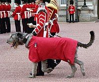 Irish Guards' mascot in parade dress