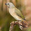 young Gouldian Finch