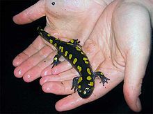 Spotted salamander