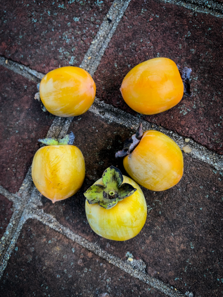 File:American Persimmons.png