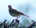 African Pipit—don't bother clicking