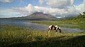 Horse grazing on the shore of the Lake with the Arenal Volcano in the background.