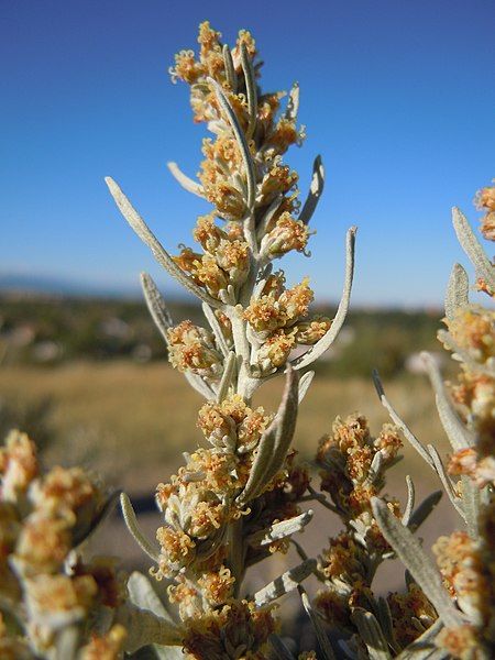 File:Artemisia cana (5018427122).jpg