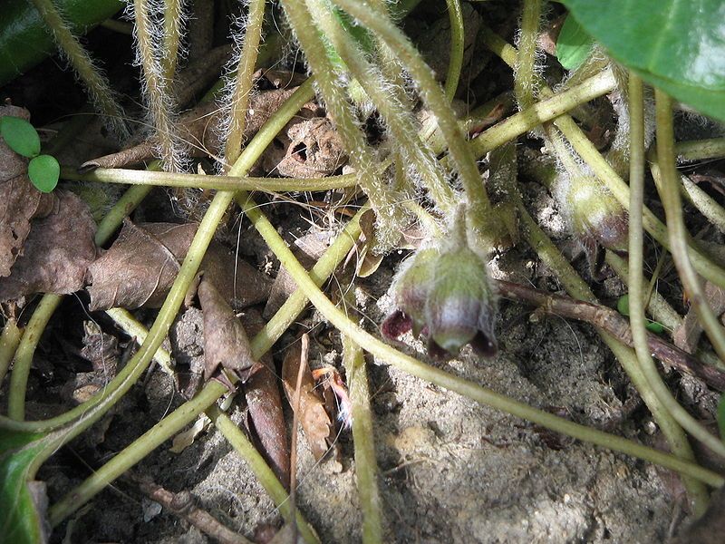 File:Asarum europaeum flowers2.jpg