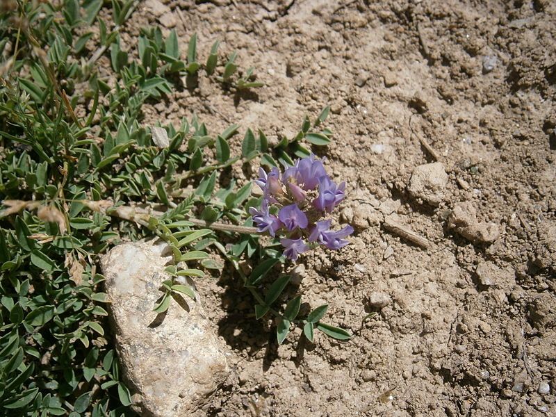 File:Astragalus leontinus 02.jpg