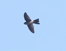 An Australian swiftlet over the Cairns Centenary Lakes