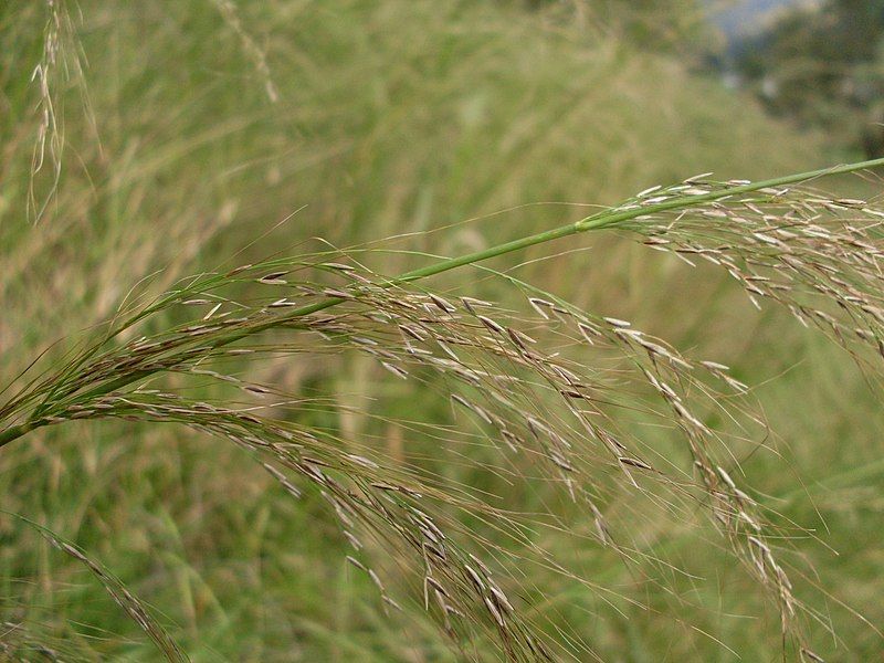 File:Austrostipa ramosissima 2.jpg