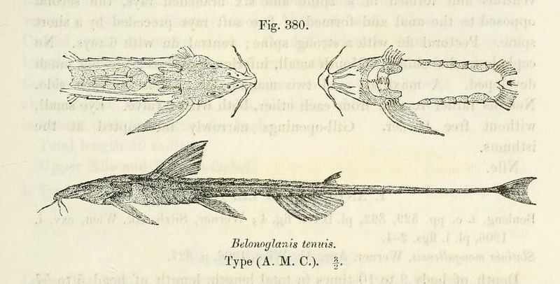 File:Belonoglanis tenuis.jpg