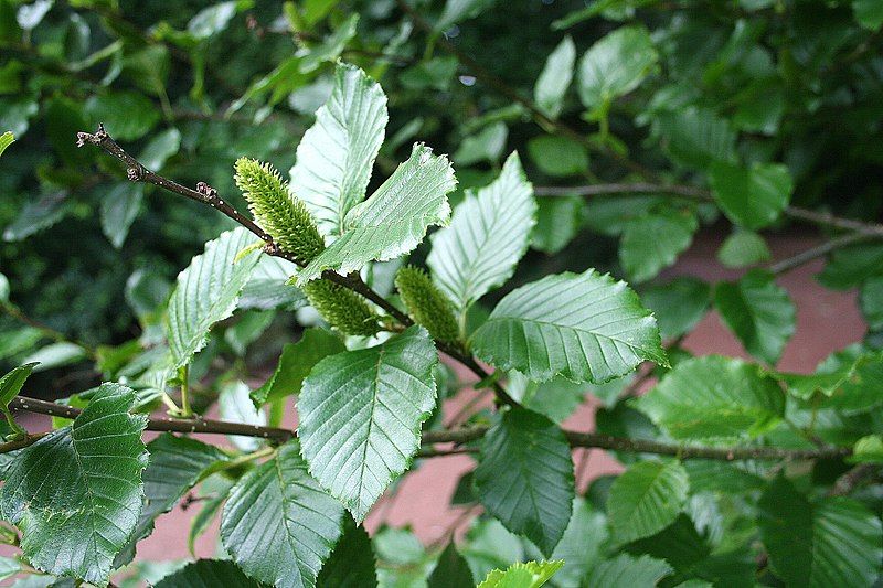 File:Betula medwediewii JPG1b.jpg