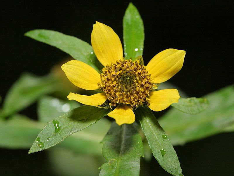 File:Bidens cernua.jpeg