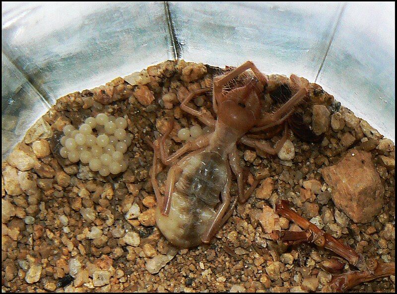 File:Birthing Camel Spider.jpg