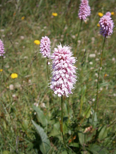 File:Bistorta officinalis004.jpg