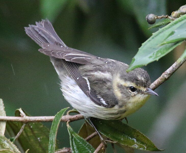 File:Blackburnian Warbler juv.jpg