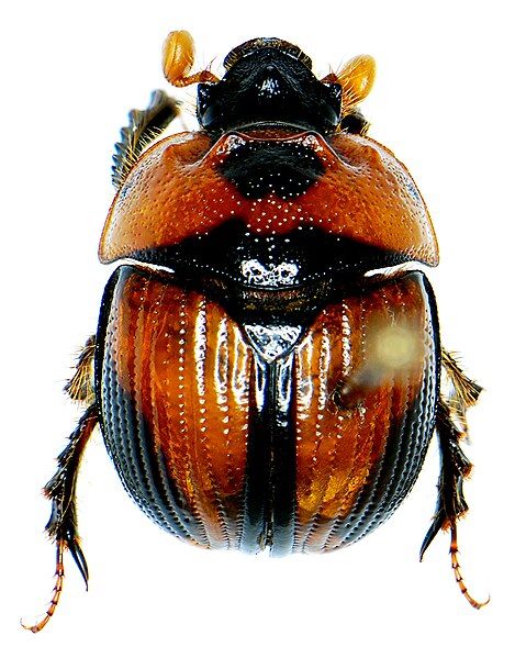 File:Bolbocerosoma tumefactum (Beauvois).jpg