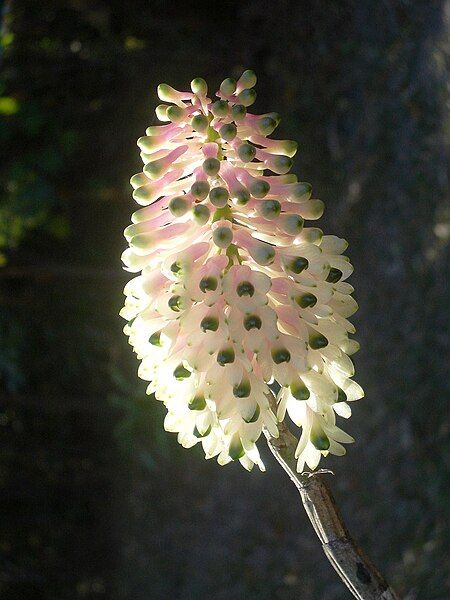 File:Bottlebrush Orchid flower.jpg