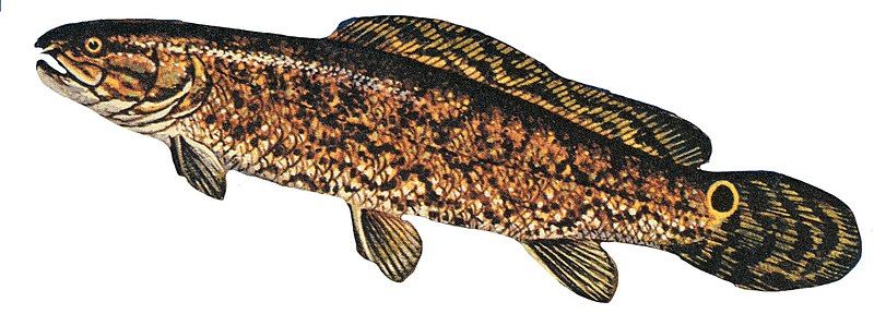 File:Bowfin illustration.jpg