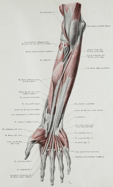 File:Braus 1921 176.png