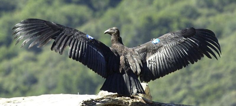 File:California-condor2.jpg